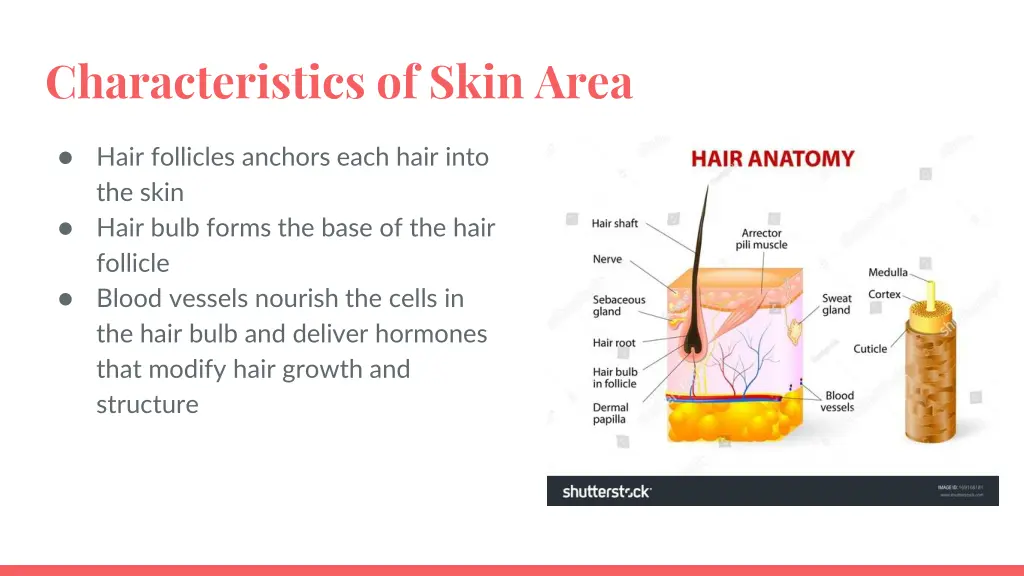 characteristics of skin area 1