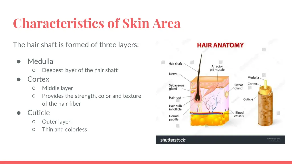 characteristics of skin area