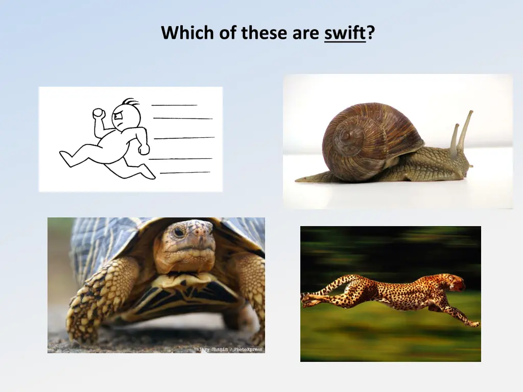 which of these are swift