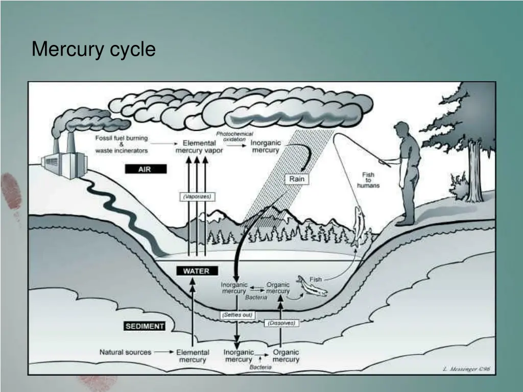 mercury cycle