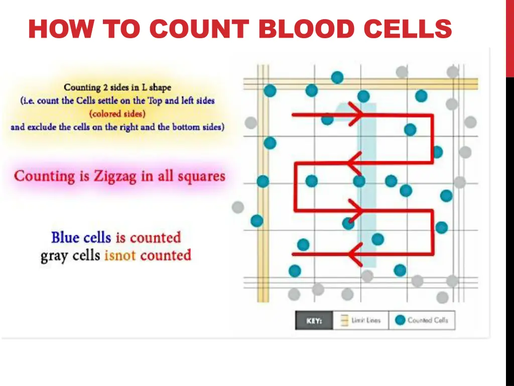 how to count blood cells