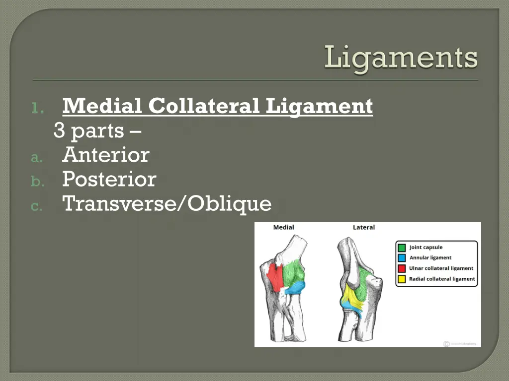 1 medial collateral ligament 3 parts a anterior