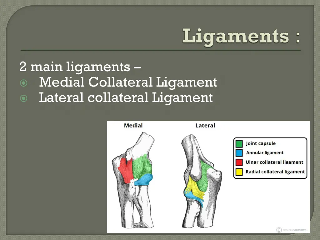 2 main ligaments medial collateral ligament