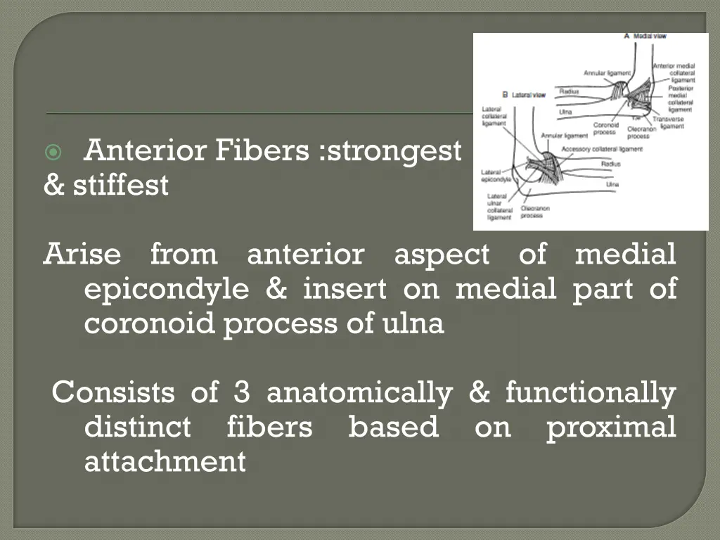 anterior fibers strongest stiffest