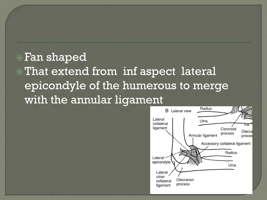 fan shaped that extend from inf aspect lateral