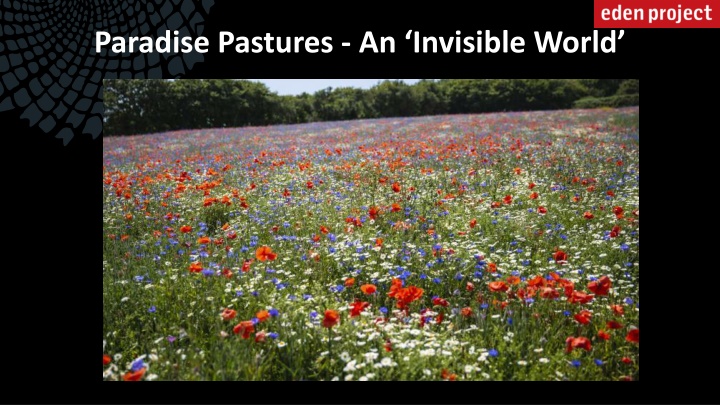 paradise pastures an invisible world