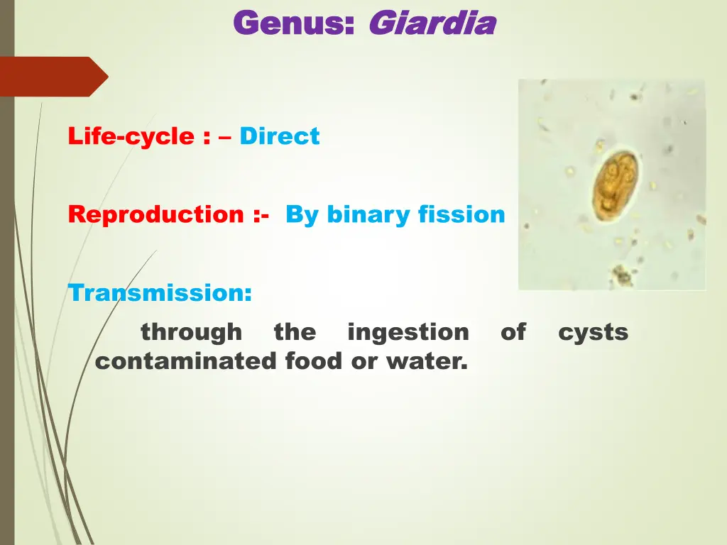 genus genus giardia giardia 2