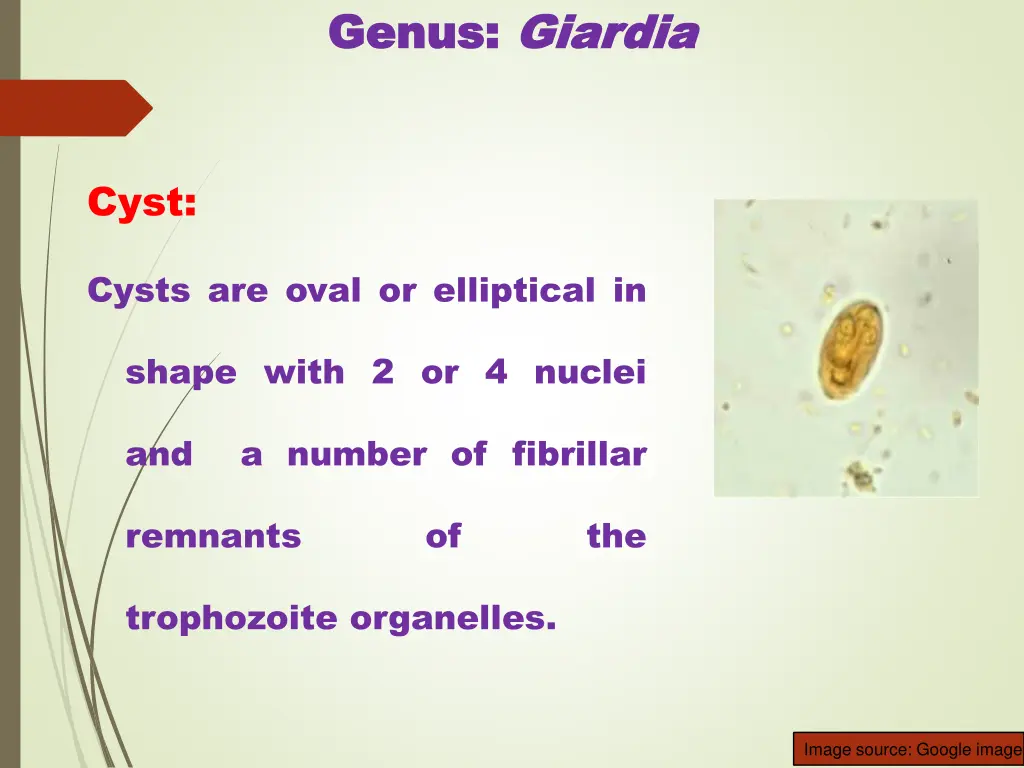 genus genus giardia giardia