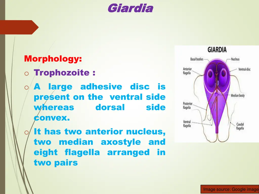 giardia giardia 1