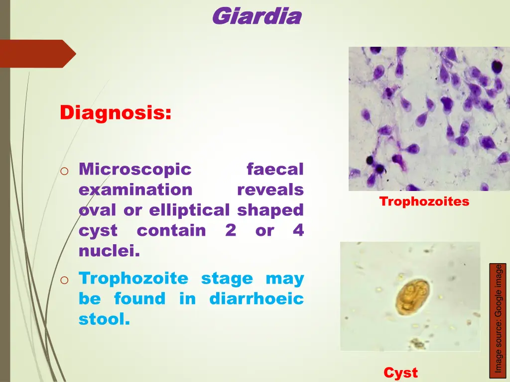 giardia giardia 3