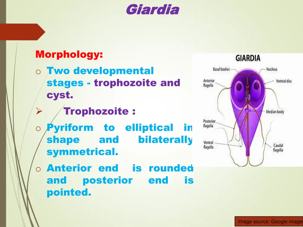 giardia giardia