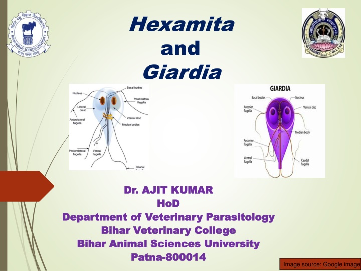 hexamita and giardia