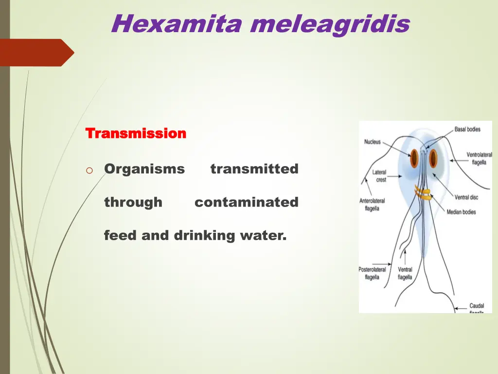 hexamita meleagridis 1