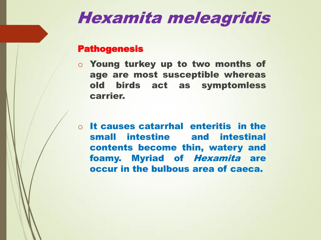 hexamita meleagridis 2