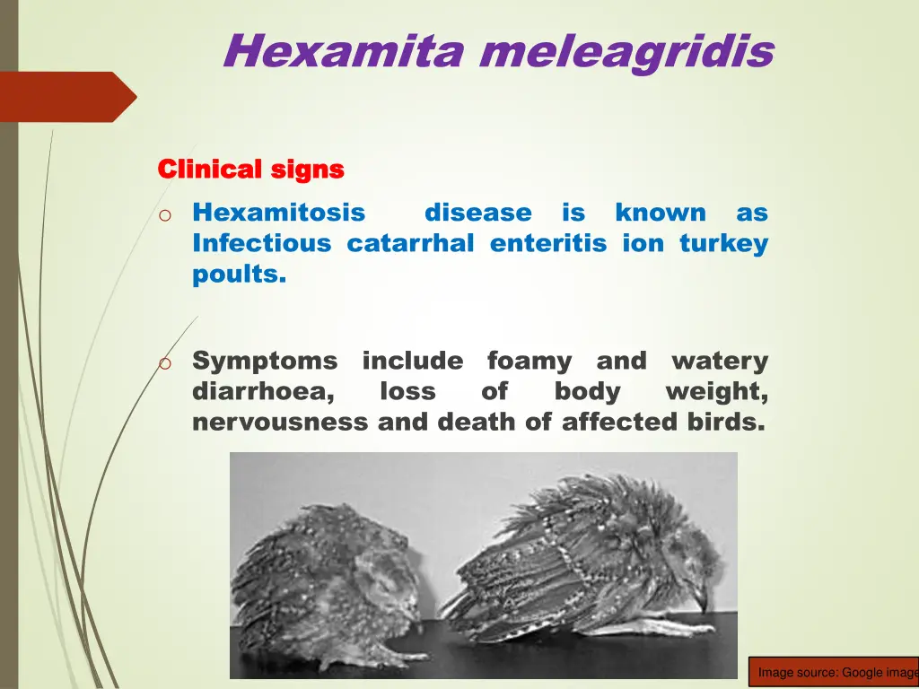 hexamita meleagridis 3