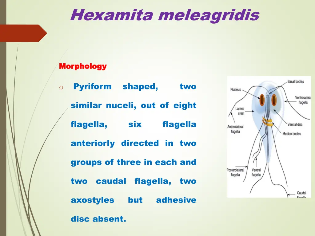 hexamita meleagridis