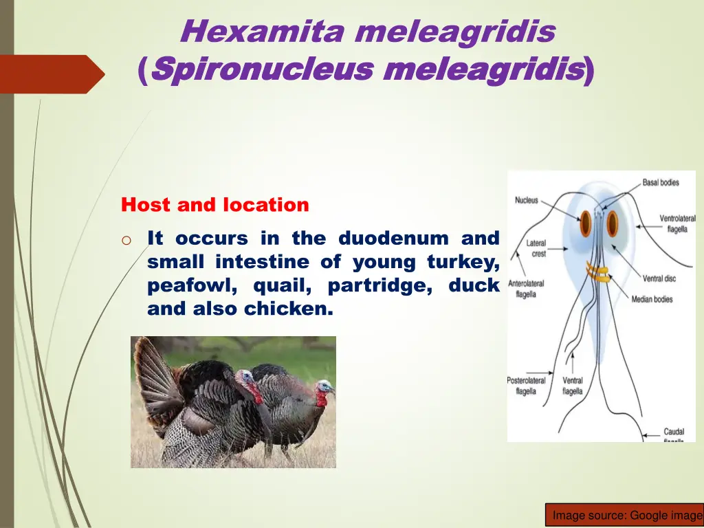 hexamita meleagridis spironucleus spironucleus