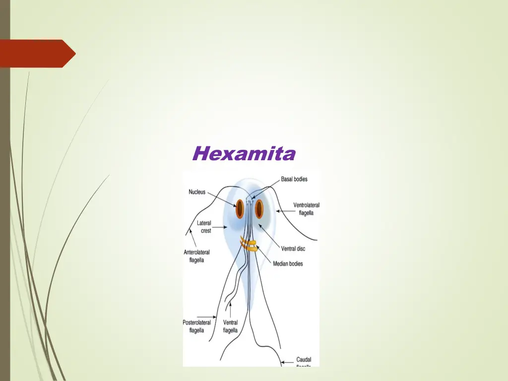 hexamita