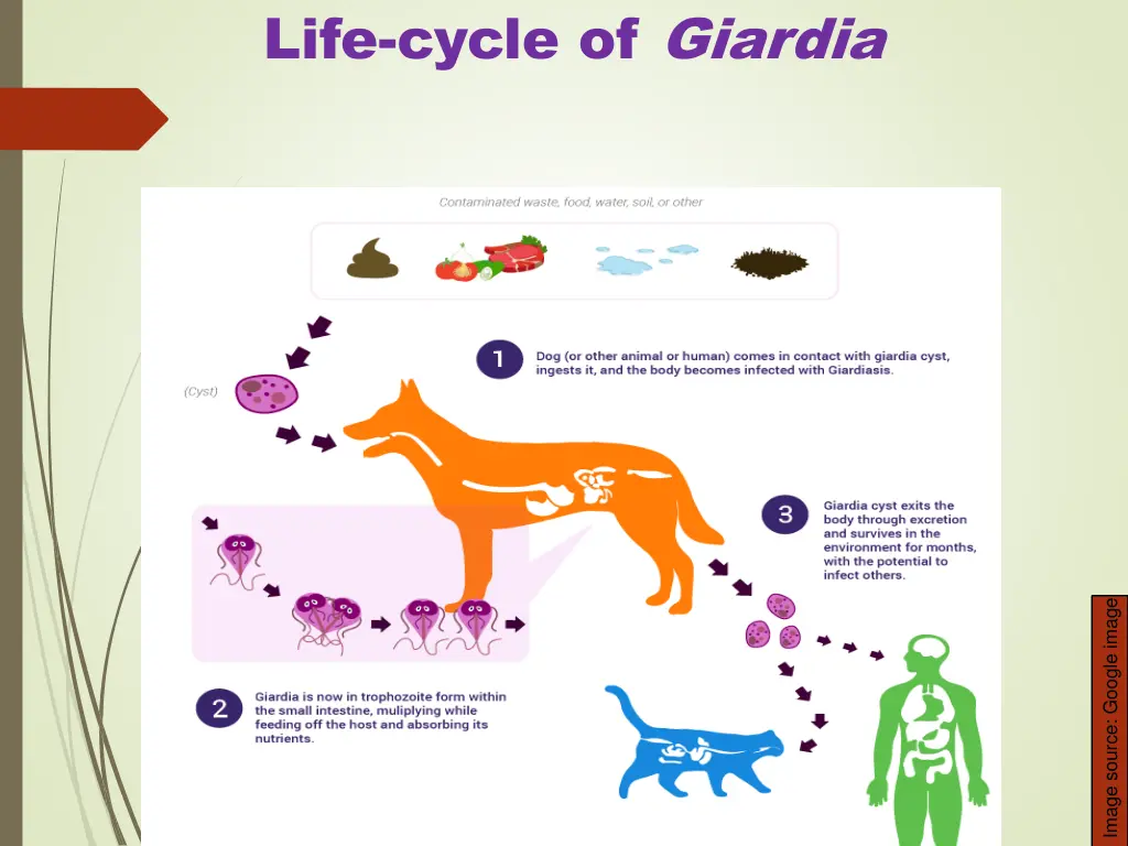 life cycle of giardia