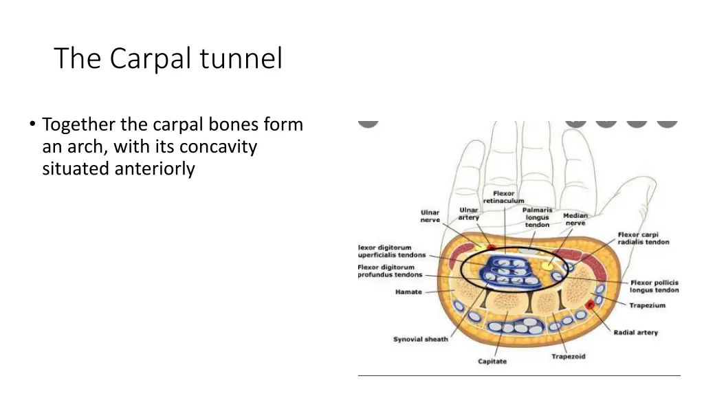 the carpal tunnel