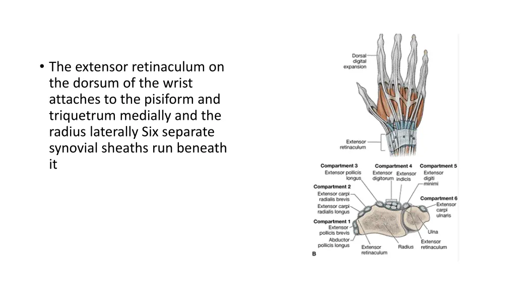 the extensor retinaculum on the dorsum