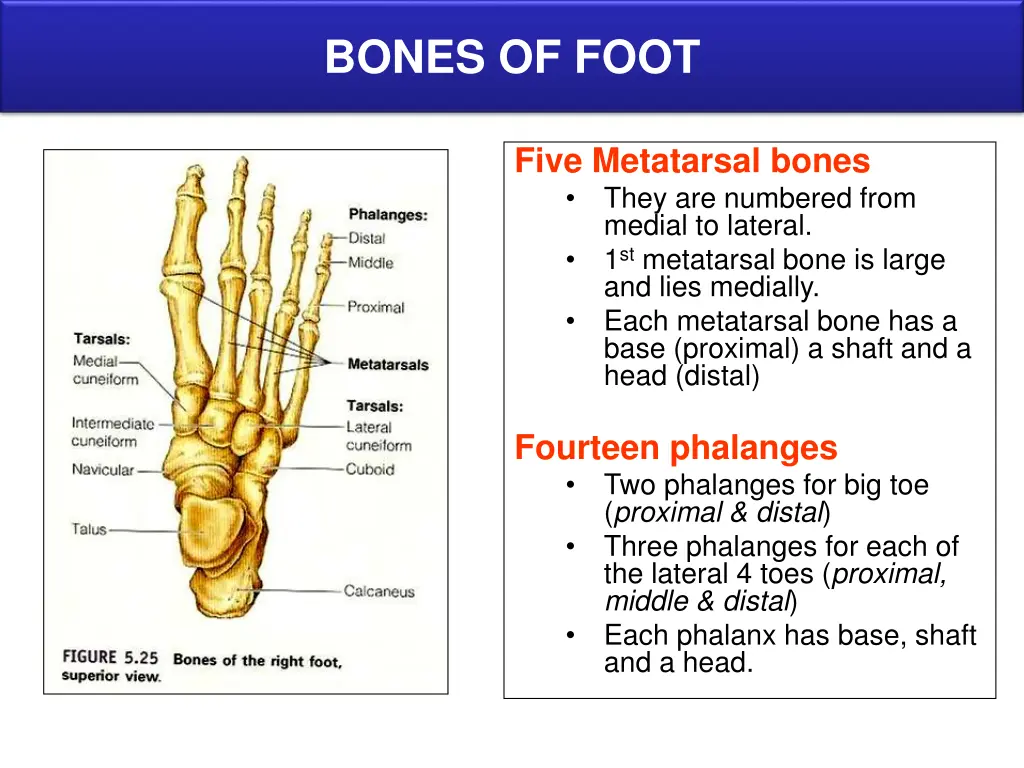 bones of foot 1