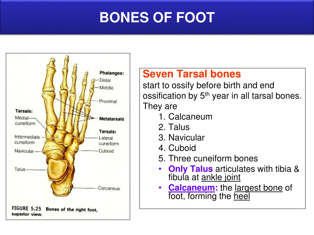 bones of foot