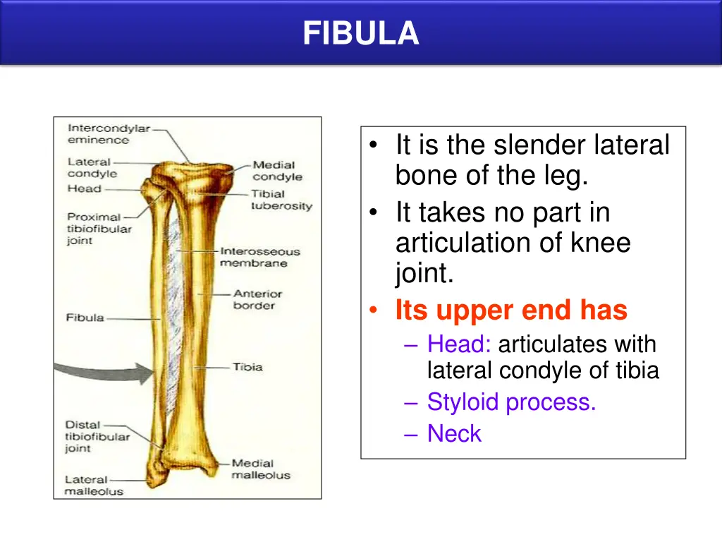 fibula