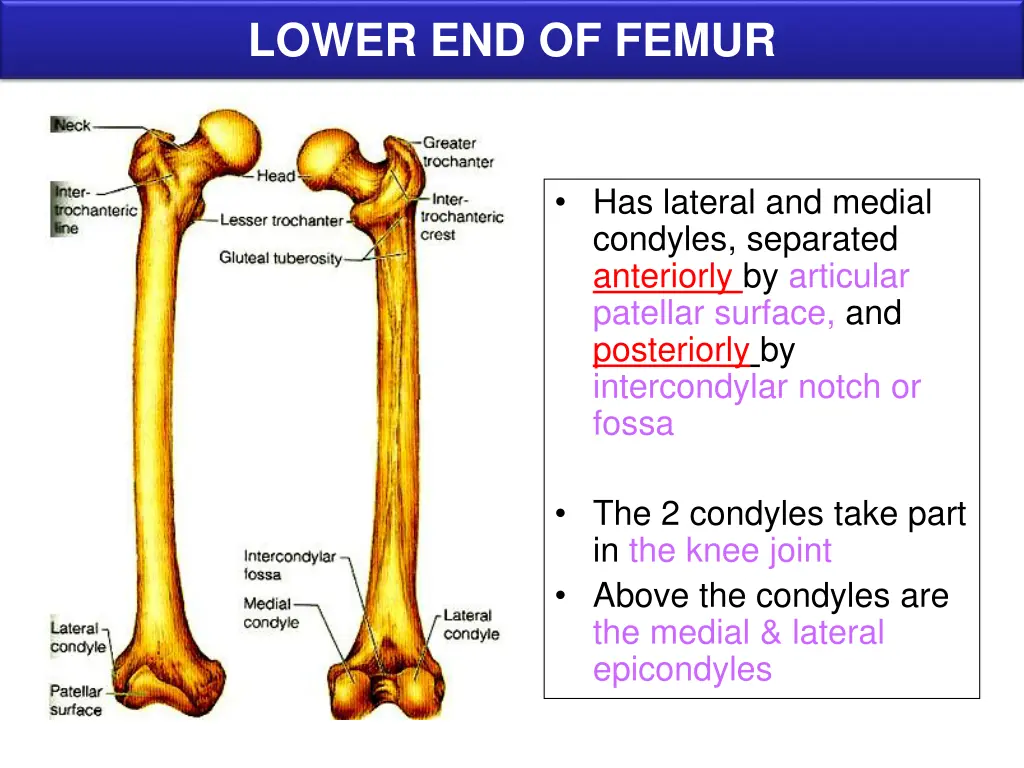 lower end of femur