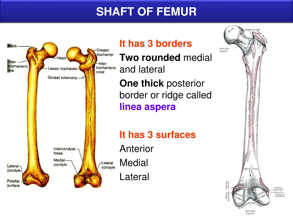 shaft of femur