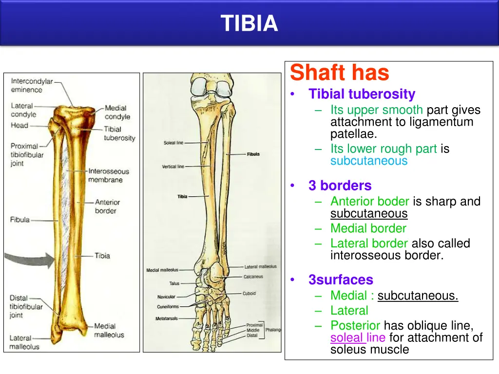 tibia 1