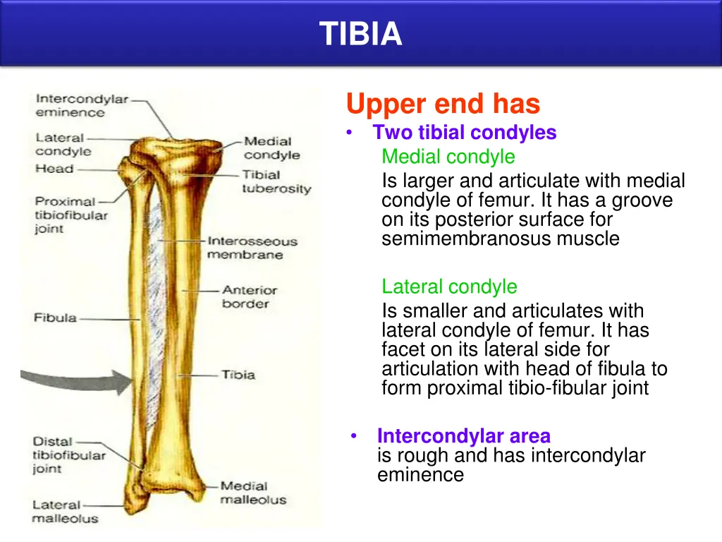 tibia