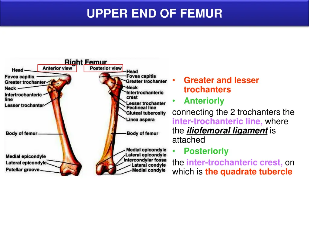 upper end of femur 1