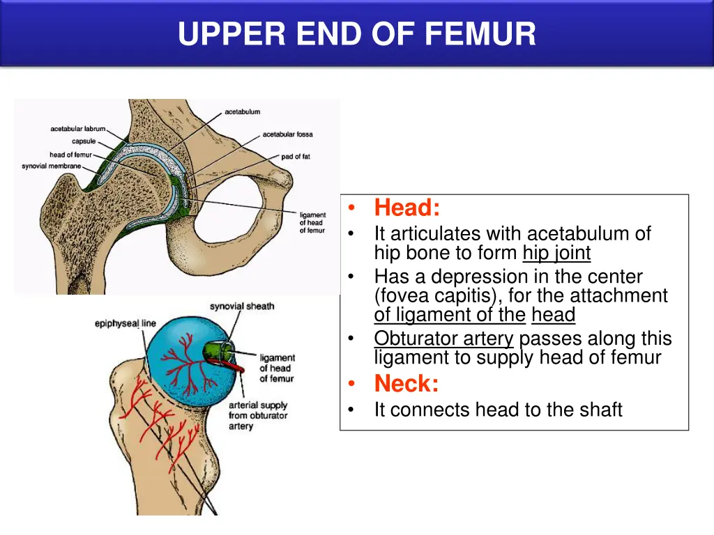 upper end of femur