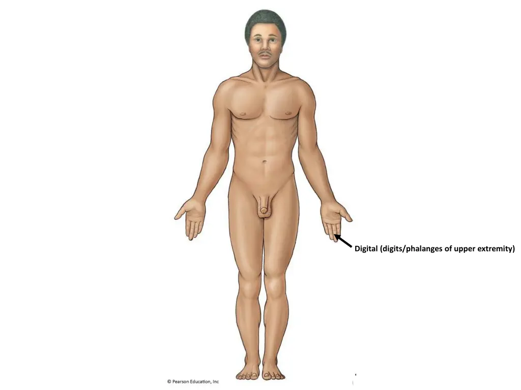 digital digits phalanges of upper extremity