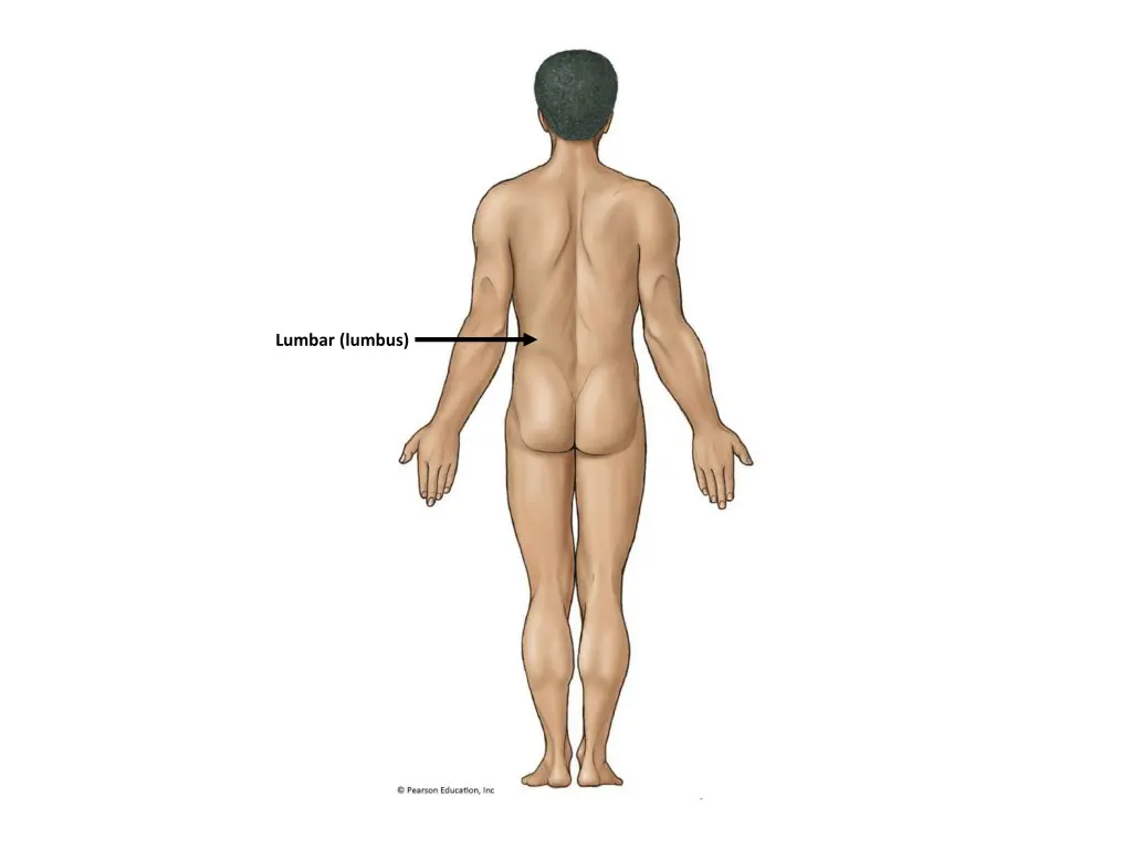 lumbar lumbus