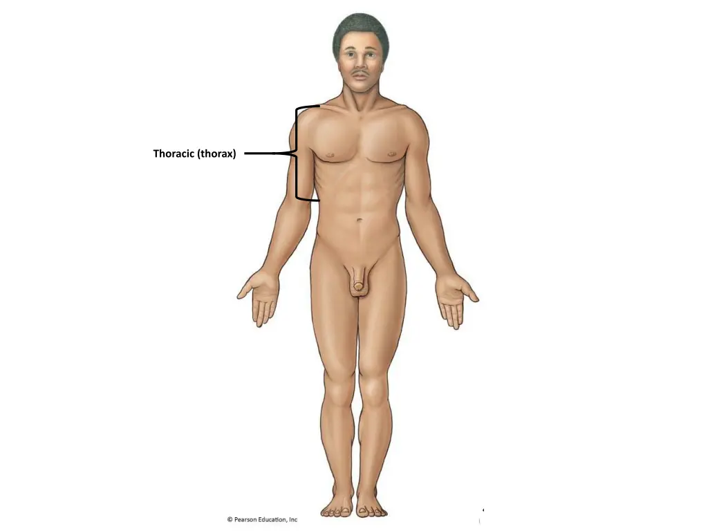 thoracic thorax