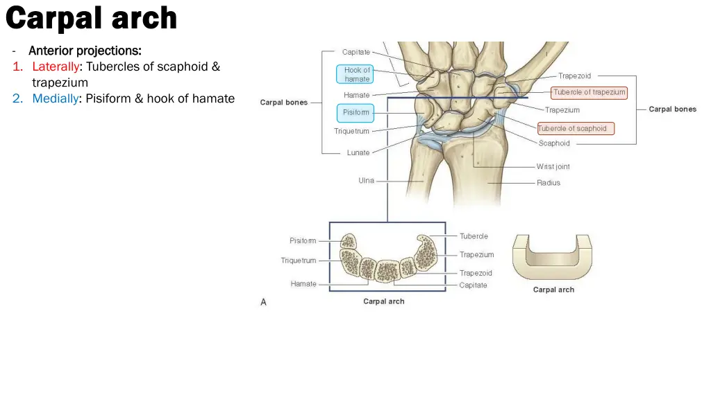 carpal arch carpal arch