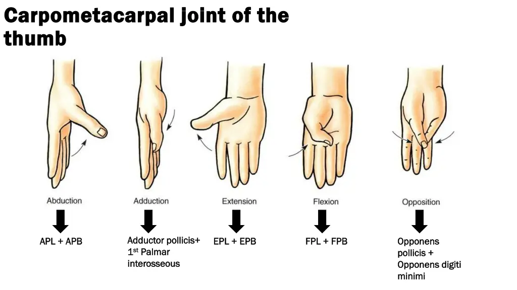 carpometacarpal joint of the carpometacarpal 1