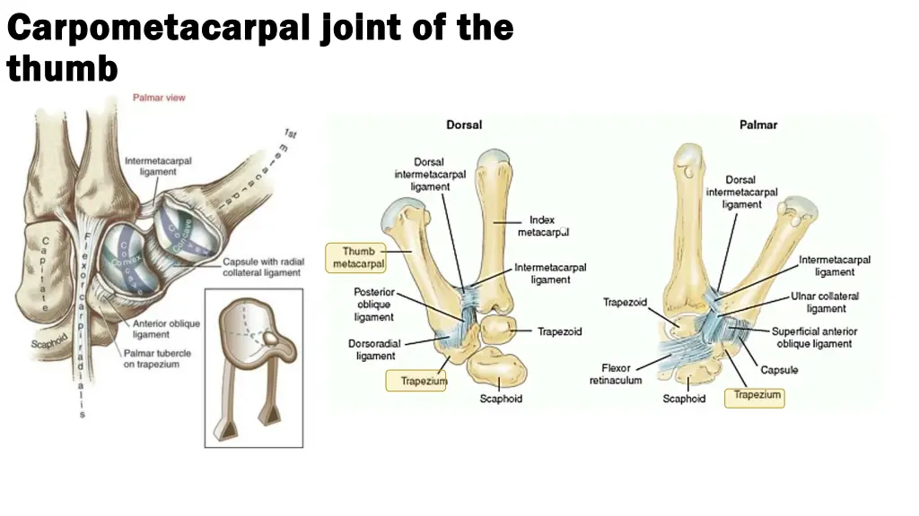 carpometacarpal joint of the carpometacarpal