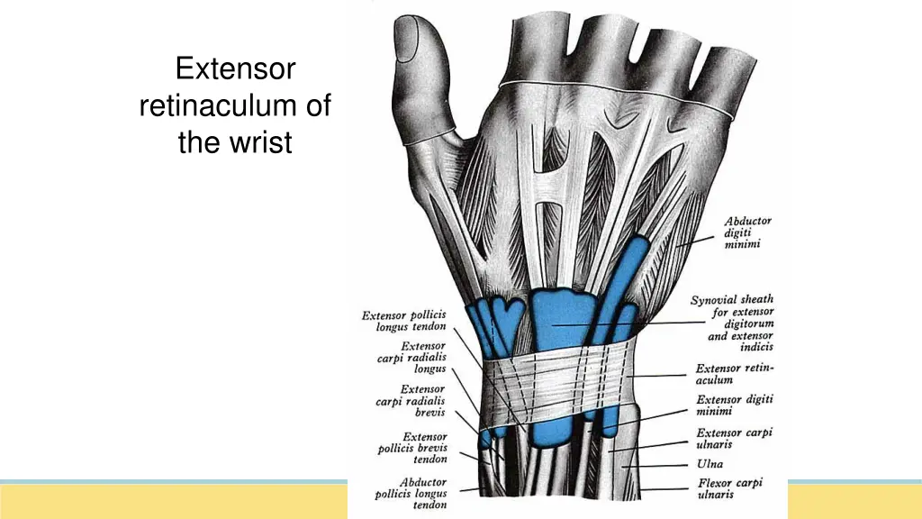 extensor retinaculum of the wrist