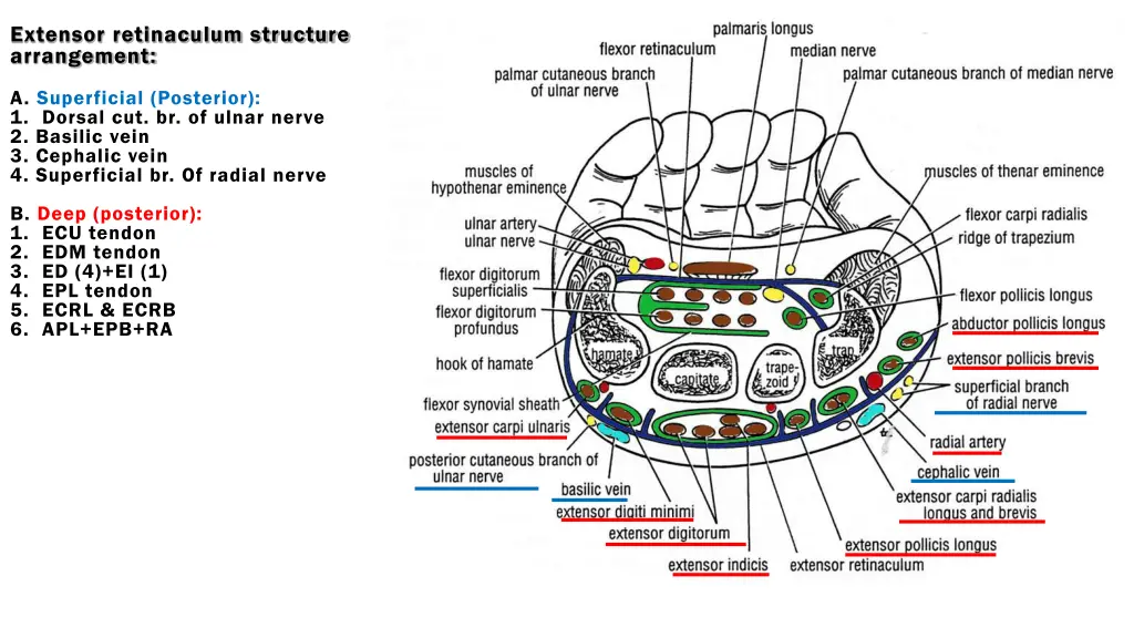 extensor retinaculum structure arrangement