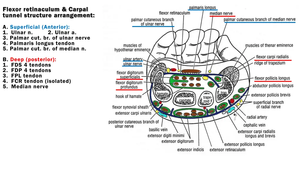 flexor retinaculum carpal tunnel structure