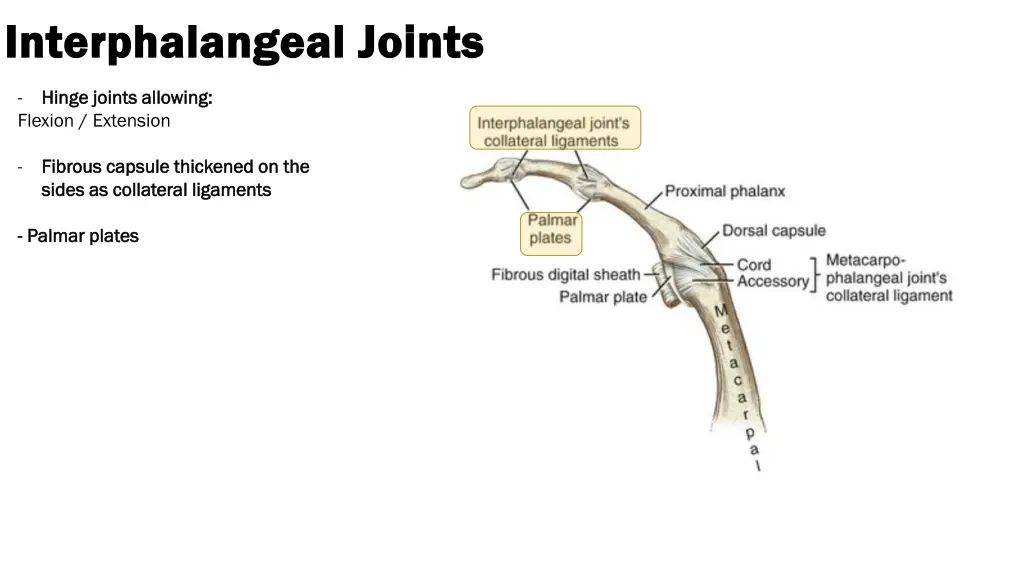 interphalangeal joints interphalangeal joints