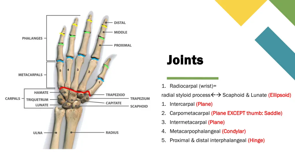 joints joints