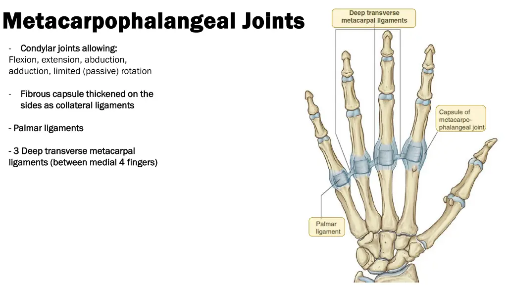 metacarpophalangeal joints metacarpophalangeal