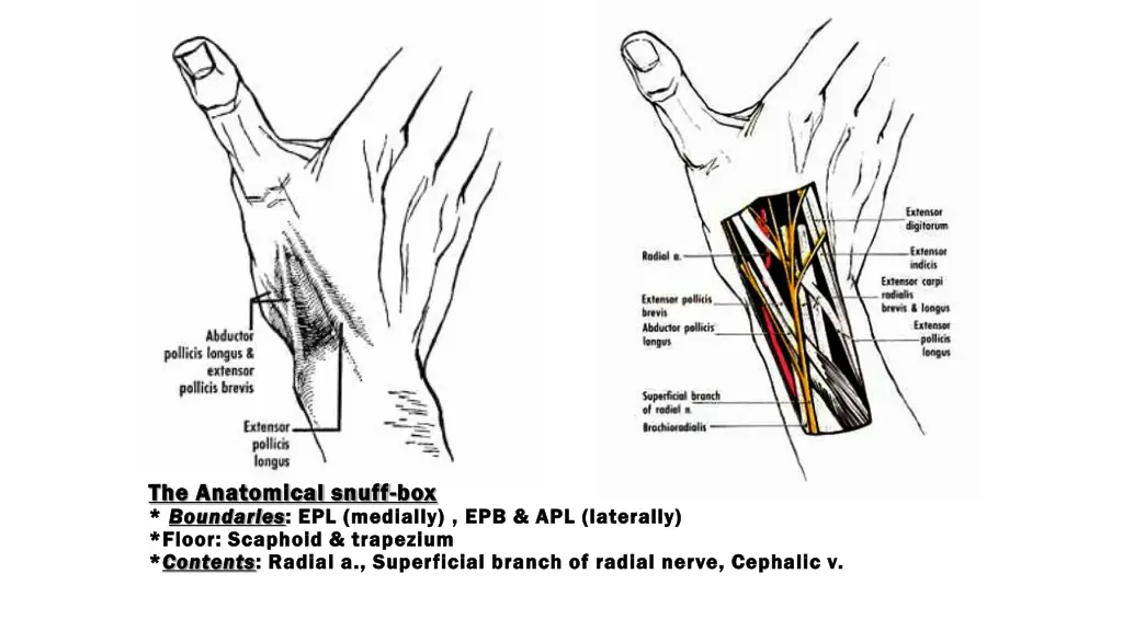 the anatomical snuff the anatomical snuff 1