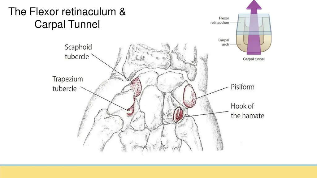 the flexor retinaculum carpal tunnel