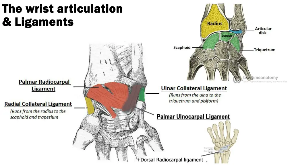 the wrist articulation the wrist articulation