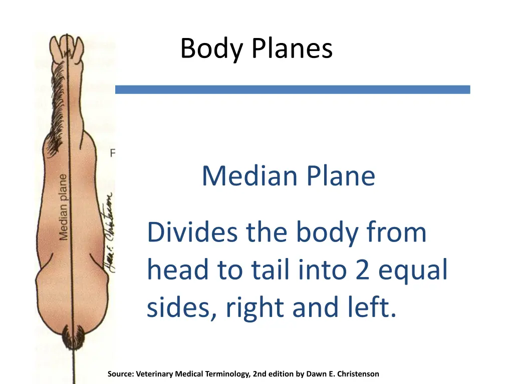 body planes 1